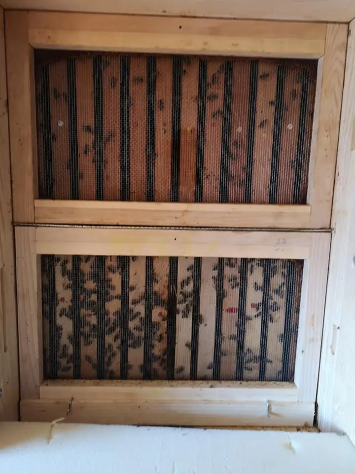 Utrinki iz čebelnjaka 15